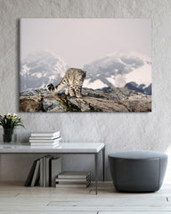 After Hover: Schneeleopard in den Bergen