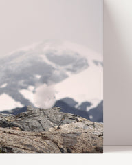 After Hover: Schneeleopard in den Bergen