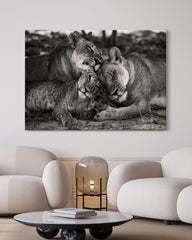 After Hover: Kuschelnde Löwen in Schwarz-Weiß