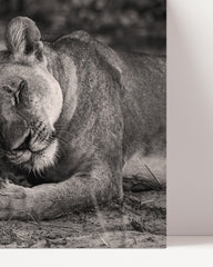 After Hover: Kuschelnde Löwen in Schwarz-Weiß