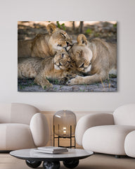 After Hover: Kuschelnde Löwen