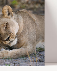 After Hover: Kuschelnde Löwen