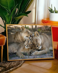 After Hover: Kuschelnde Löwen