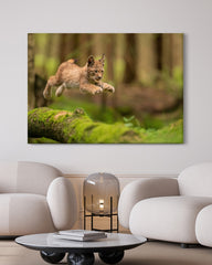 After Hover: Springendes Luchs-Baby