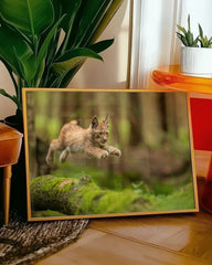 After Hover: Springendes Luchs-Baby