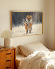 After Hover: Springender Tiger in Schnee-Landschaft - Wildtier Fotografie
