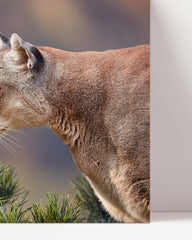 After Hover: Puma im Profil