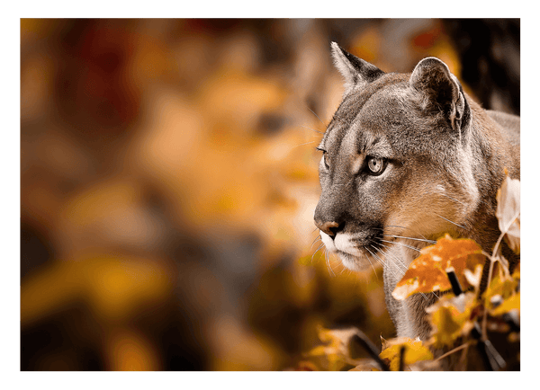 Puma im Herbst