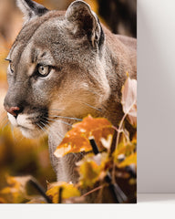 After Hover: Puma im Herbst