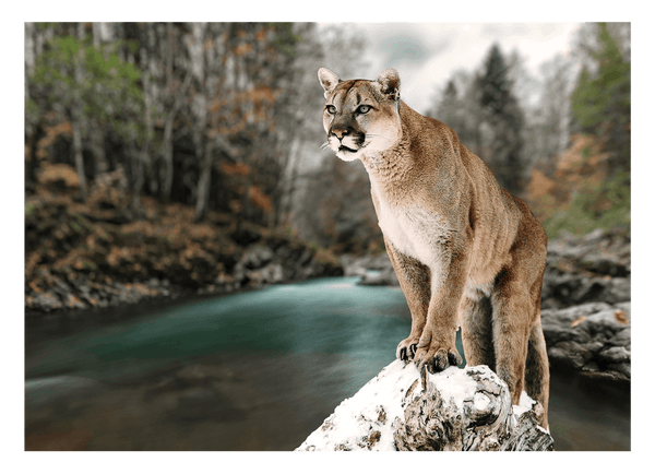 Puma am Fluss