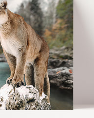 After Hover: Puma am Fluss