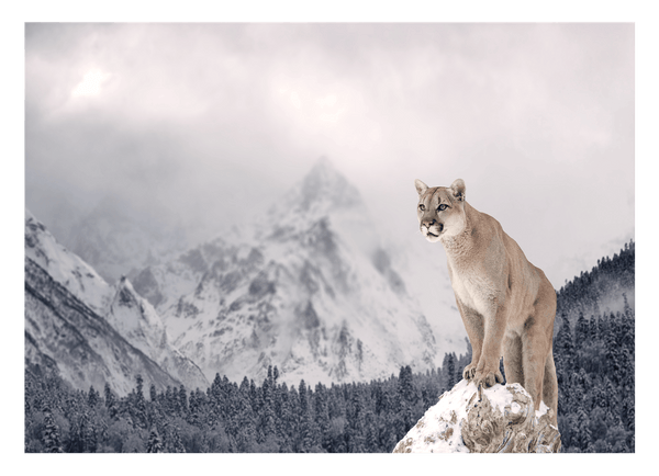 Puma in Berglandschaft
