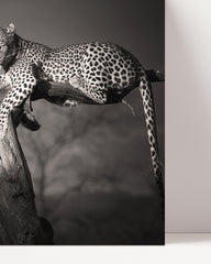 After Hover: Leopard auf Baum - Schwarz-Weiß