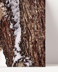 After Hover: Puma im Winter Tier Fotografie