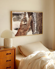 After Hover: Puma im Winter Tier Fotografie