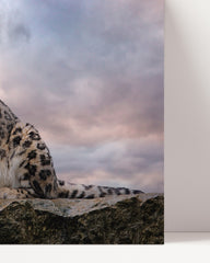 After Hover: Schneeleopard