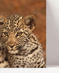 After Hover: Leoparden-Familie