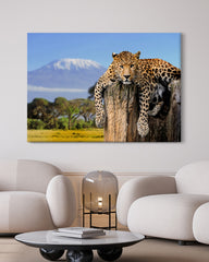 After Hover: Liegender Leopard