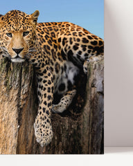 After Hover: Liegender Leopard