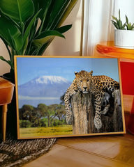 After Hover: Liegender Leopard