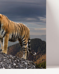 After Hover: Tiger in den Bergen