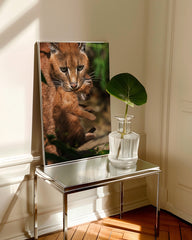 After Hover: Karakal-Katze mit Baby