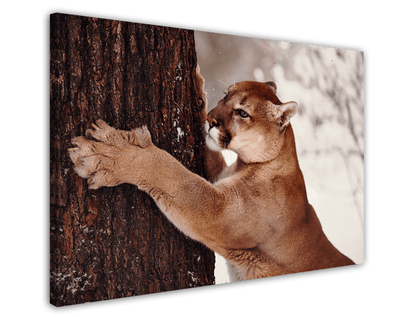 Großkatze - Puma im Schnee am Baum