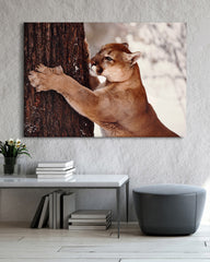 After Hover: Großkatze - Puma im Schnee am Baum