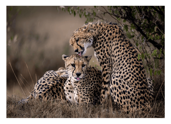 Geparden-Paar