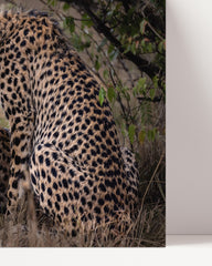 After Hover: Geparden-Paar