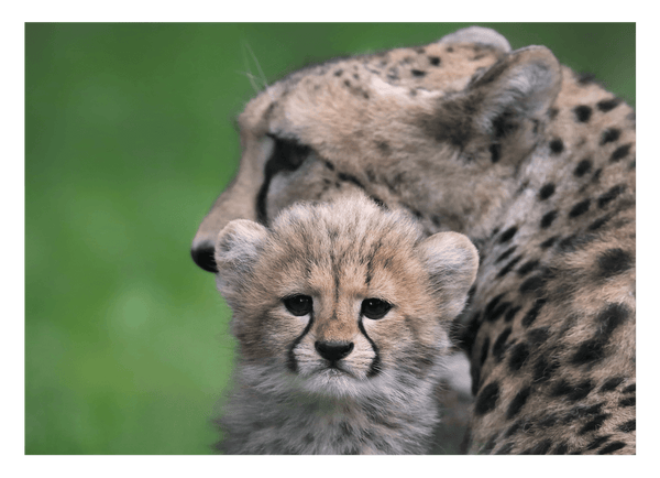 Geparden-Baby mit Mama