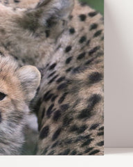 After Hover: Geparden-Baby mit Mama