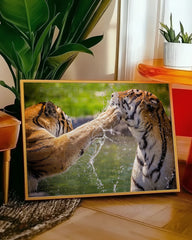 After Hover: Spielende Tiger