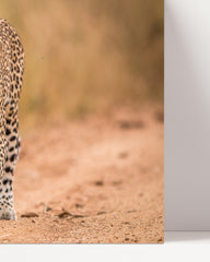 After Hover: Leopard in der Savanne