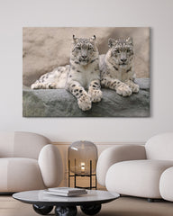 After Hover: Schneeleoparden