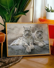 After Hover: Schneeleoparden