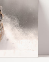 After Hover: Tiger im Schnee - Sonnige Winter-Landschaft Tier Fotografie