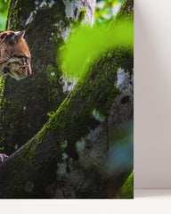 After Hover: Ozelot - Großkatze