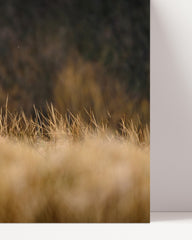 After Hover: Rennender Tiger