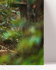 After Hover: Tiger im Regenwald