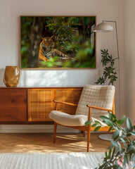 After Hover: Tiger im Regenwald