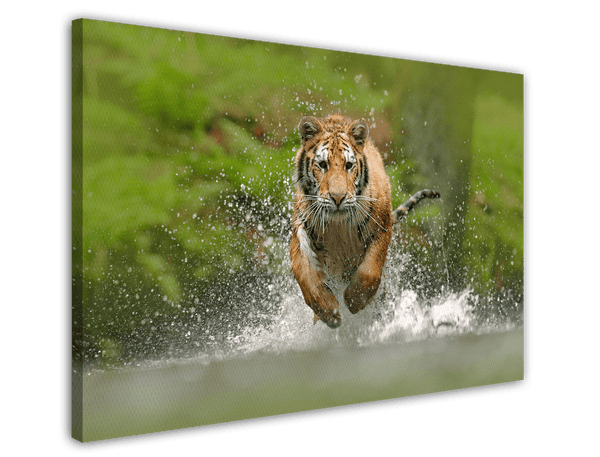 Rennender Tiger im Wasser