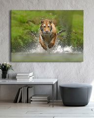 After Hover: Rennender Tiger im Wasser