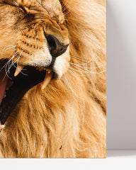 After Hover: Gähnender Löwe