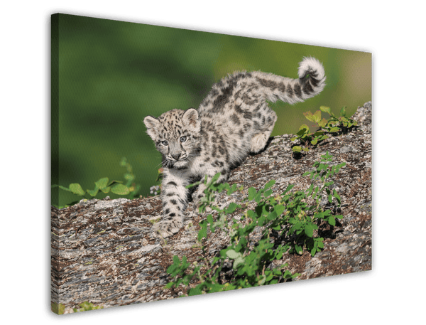 Schneeleoparden-Baby