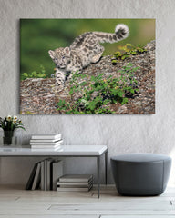 After Hover: Schneeleoparden-Baby