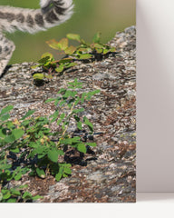 After Hover: Schneeleoparden-Baby