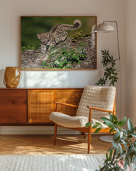 After Hover: Schneeleoparden-Baby