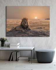 After Hover: Löwe bei Sonnenuntergang