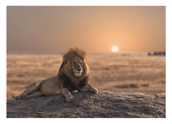 Löwe bei Sonnenuntergang